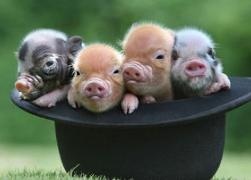 属鼠的女性性格和脾气，鼠女性格和脾气