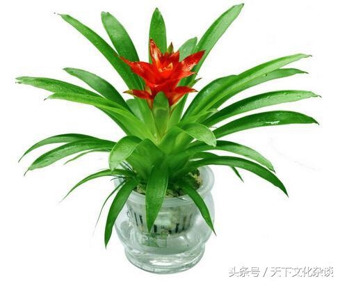 属鼠的招财树是什么，鼠的幸运植物或者幸运花