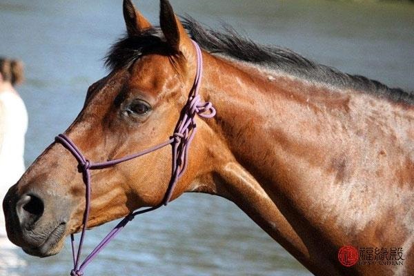 985年属牛男的更佳配偶,属牛的更佳配偶属相"