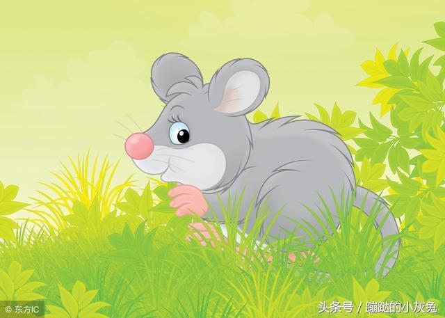 属鼠属于五行属什么，属鼠的和属什么的相克