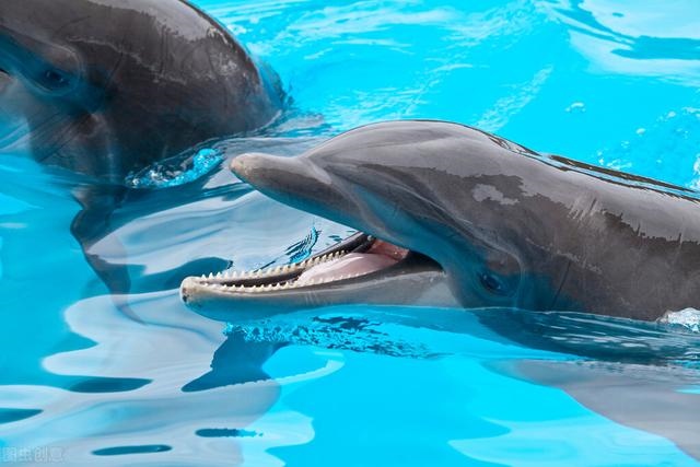 男鼠女兔其实很好，男84鼠女87兔姻缘