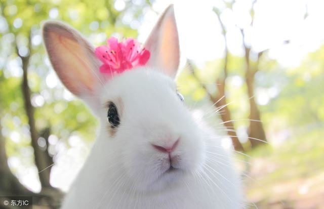 3年属兔人今日运势财运,63年属兔的女人今年运势如何"