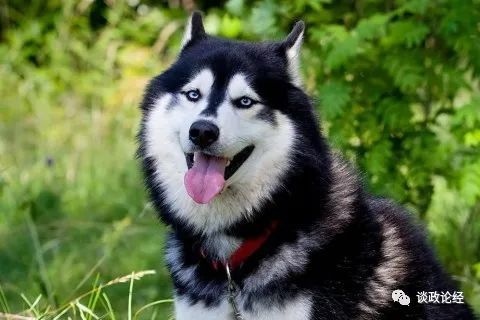 属狗人2022年下半年运势，1994年出生2022年每月运势