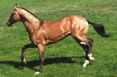 属马的多少岁数，78年属马的寿命