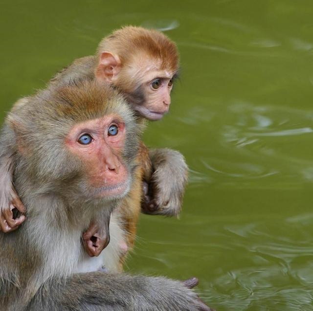 属猴跟什么属相冲，猴的真命贵人2022 年