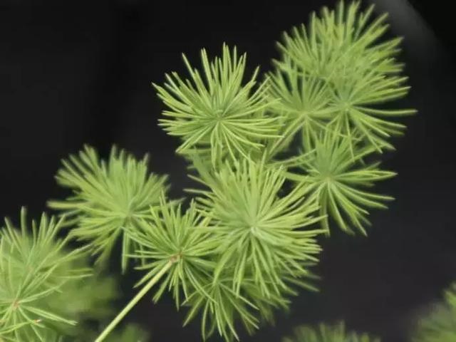 生肖鼠开运绿植，属鼠养什么花带来好运