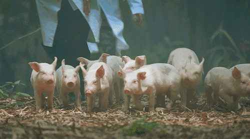 3年猪87年兔是什么夫妻，1983年属猪与1987年属兔婚姻"