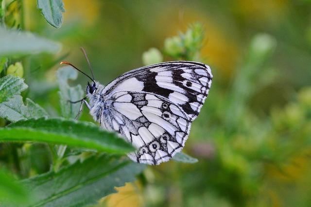 麦玲玲2022年运势预测，麦玲玲2022虎年运程