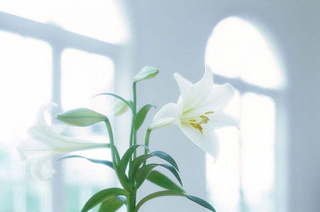 属猪女哪天出生不好,几月出生的猪最有福气