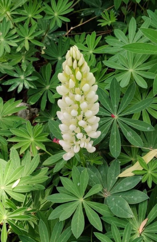 7兔男和93鸡女谁克谁，鸡兔结婚后来都怎么样了"