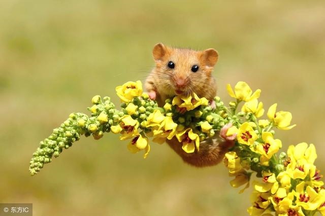 2年属鼠的性格和缺点，属蛇的心格和运势"