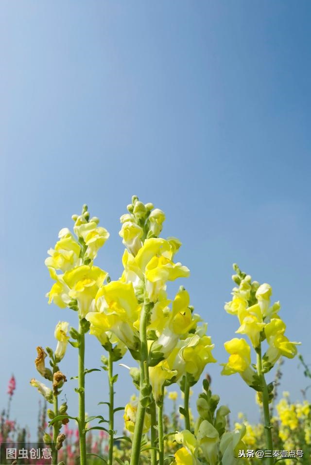 属鼠的今年会不会考试成功，2022 年生肖鼠学业