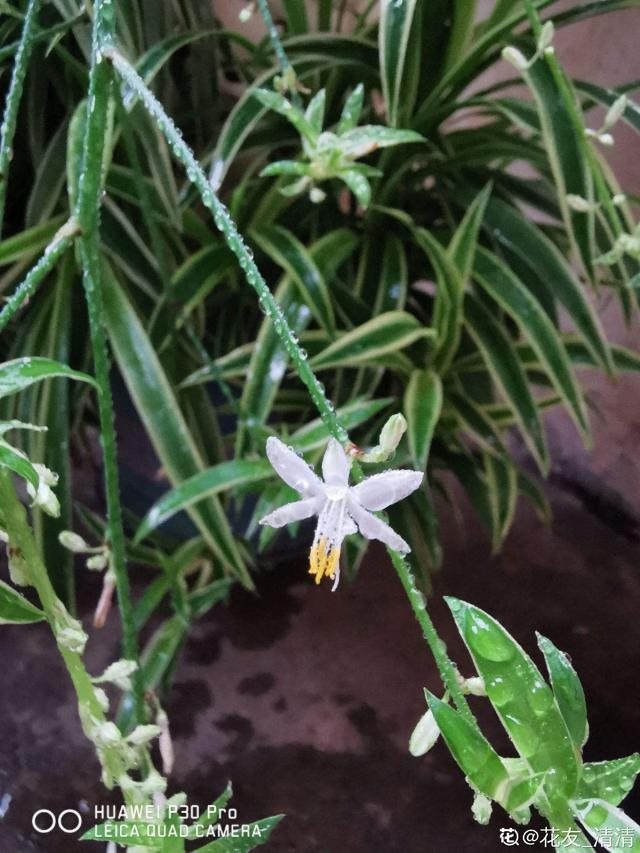 7兔男和93鸡女谁克谁，鸡兔结婚后来都怎么样了"