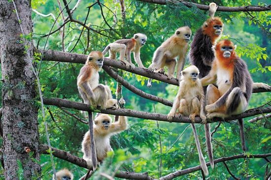 猴是怎样交匹配的，猴子的阴是怎样的