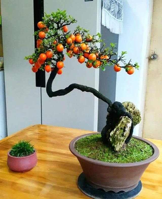 3年属兔人寿命长，63年属兔一生大劫年"