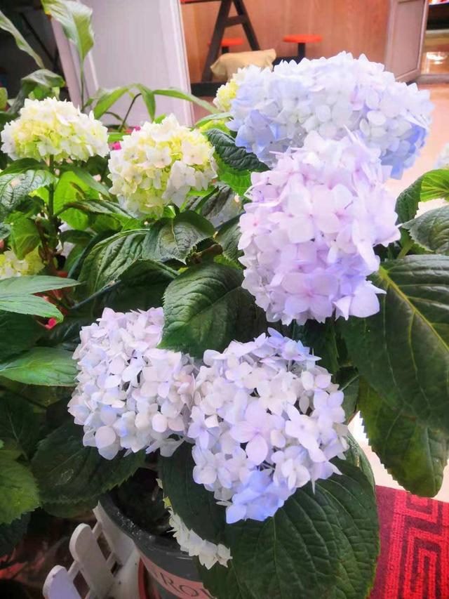 7兔男和93鸡女谁克谁，鸡兔结婚后来都怎么样了"