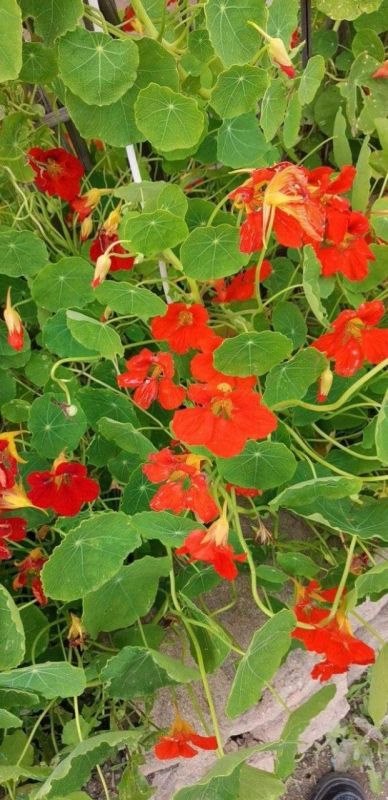 7兔男和93鸡女谁克谁，鸡兔结婚后来都怎么样了"