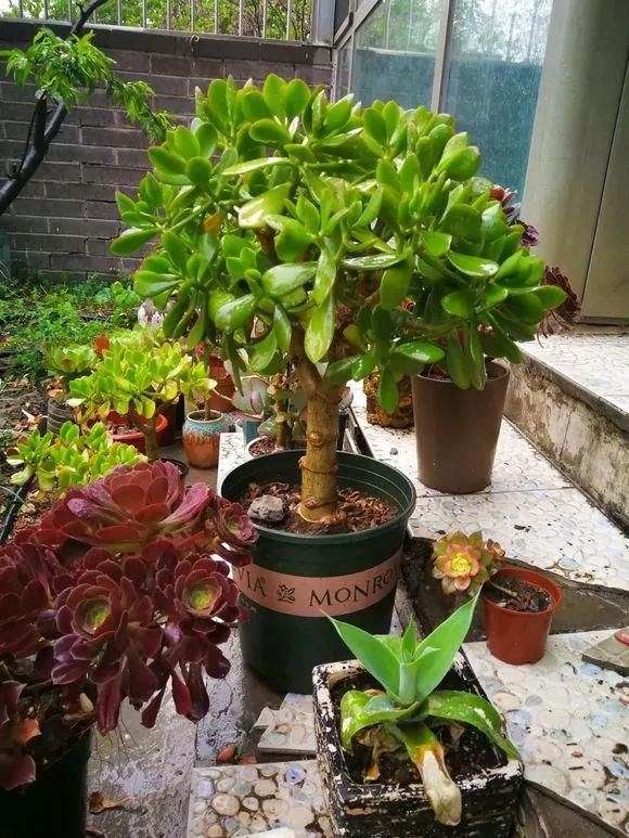 3年属兔人寿命长，63年属兔一生大劫年"