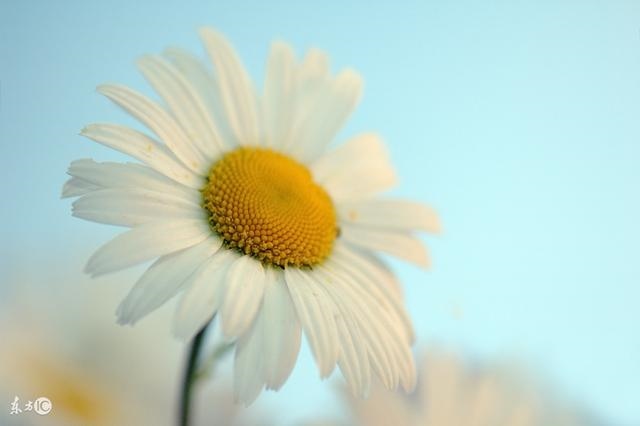 属羊男和属猴女的婚姻，属鸡男和属鼠女的婚姻