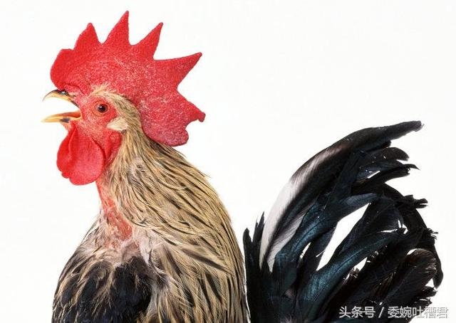 属鸡的五行对照表，属鸡是金木水火土哪个