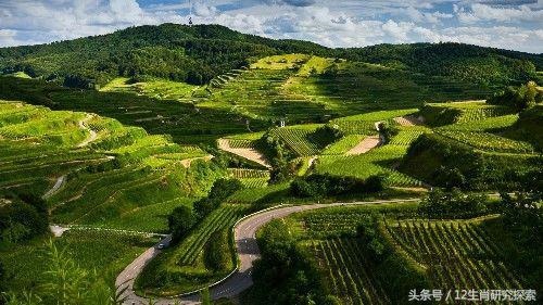 属鸡的命是一等命，为啥属鸡的婚姻不顺利