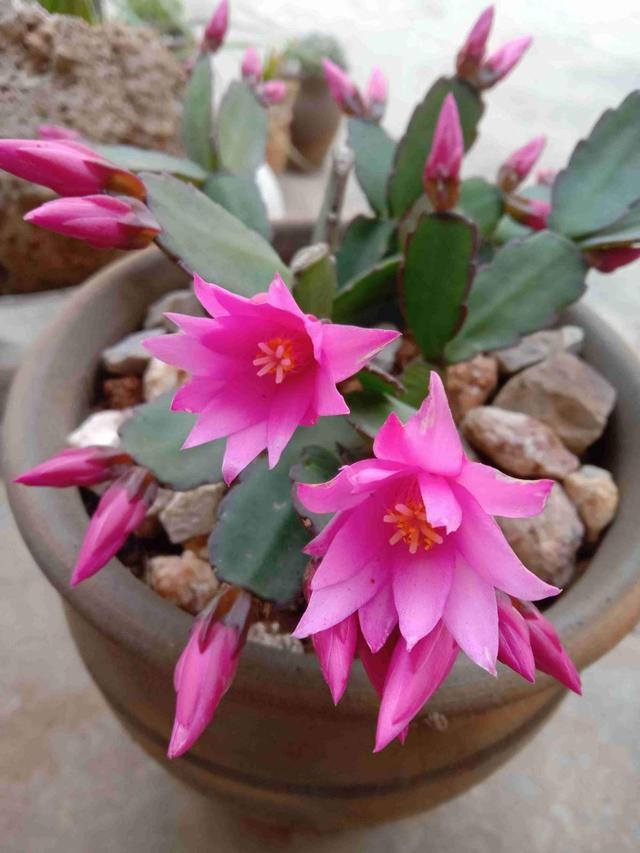 7兔男和93鸡女谁克谁，鸡兔结婚后来都怎么样了"