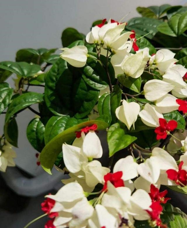 7兔男和93鸡女谁克谁，鸡兔结婚后来都怎么样了"