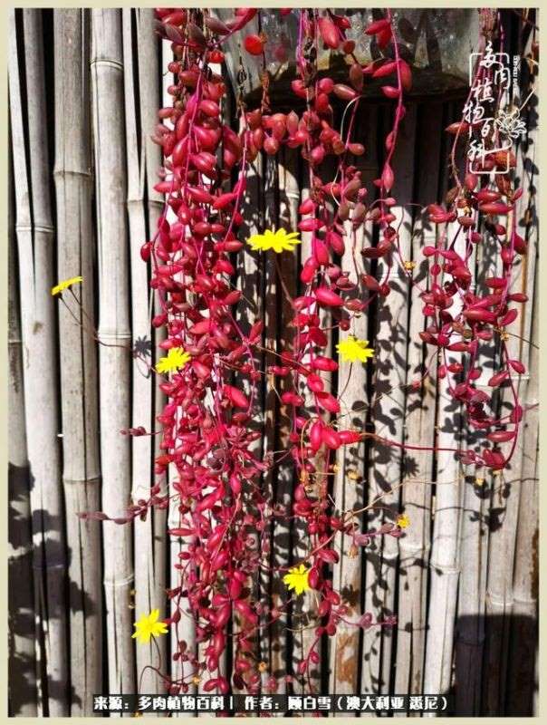 兔子不能随便送人，兔子送人有忌讳吗