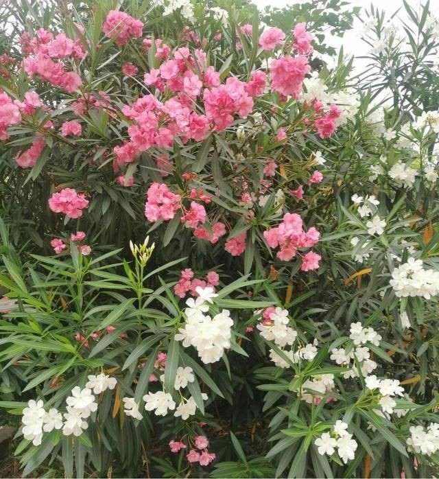 7兔男和93鸡女谁克谁，鸡兔结婚后来都怎么样了"