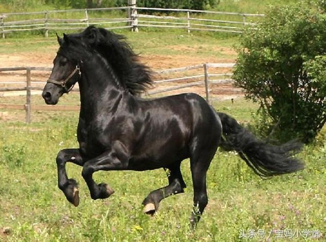 002属马人的一生运程，2002属马几月命苦"