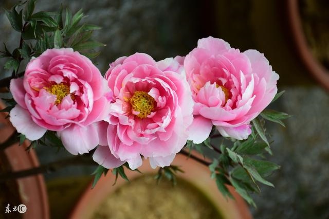 属虎人十一月的财运，2022 星座爱情运势