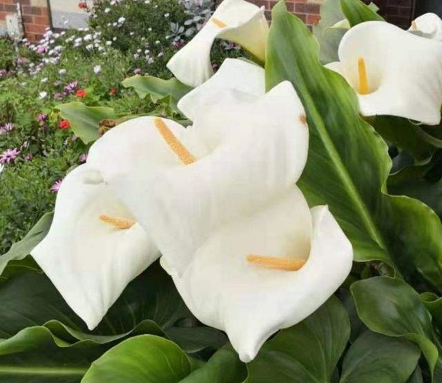 7兔男和93鸡女谁克谁，鸡兔结婚后来都怎么样了"