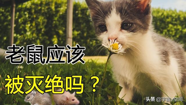 鼠的死对头是什么生肖，死对头的生肖配对