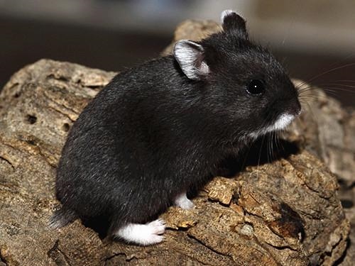 鼠是哪一年出生,属鼠的人哪一年出生