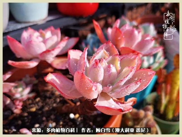 兔子不能随便送人，兔子送人有忌讳吗