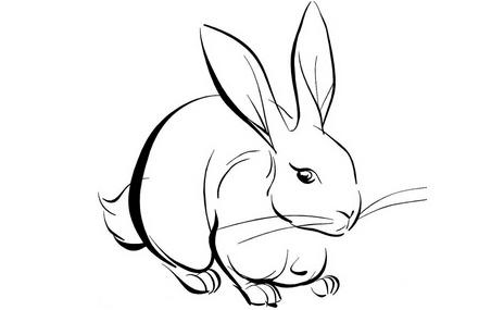 生肖鼠和生肖猴哪个聪明，十二生肖谁最聪明灵活