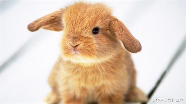 023年属兔性格，1998年属虎的是什么命"