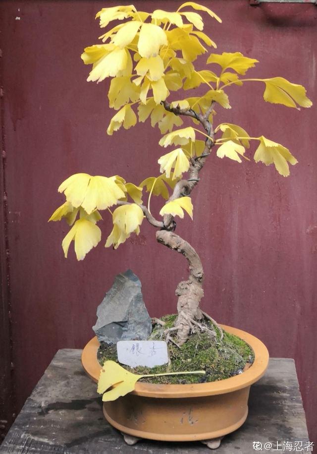 7兔男和93鸡女谁克谁，鸡兔结婚后来都怎么样了"