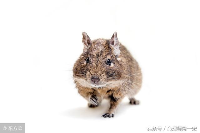 属鼠的男孩辰时出生好不好，2022 年辰时出生好不好