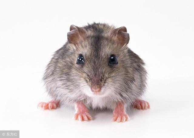 属鼠人庚子日有贵人运和作,为何属鼠的不怕本命年