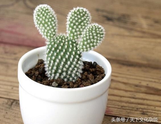 属鼠的招财树是什么，鼠的幸运植物或者幸运花