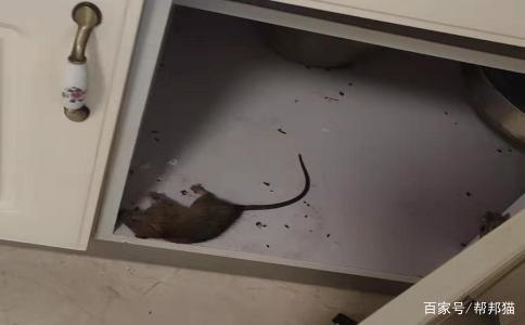 老鼠怕什么声音灭鼠,猫叫声驱鼠时长20分钟完整版