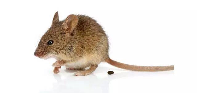 4年属老鼠的是什么命，2022