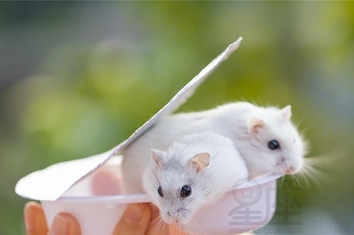 972年属鼠男的桃花运，72年鼠男2022年婚姻爱情"