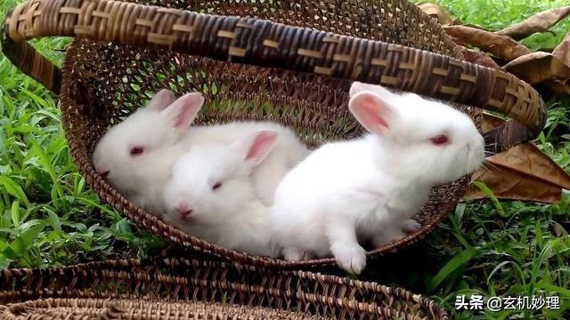 明天属鼠的运气如何，生肖鼠明日运势