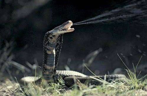 老鼠的致命弱点，属鼠的人很坏