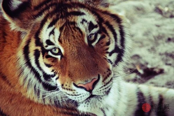 4年属虎男后半生婚姻，我的后半生男主角"