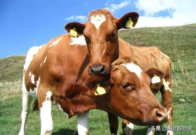 生肖属鼠今日运势如何，属鼠今日运势水墨先生