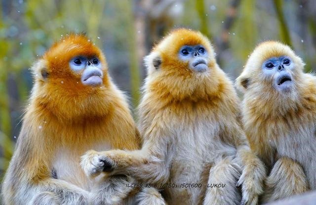 猴是怎样交匹配的，猴子的阴是怎样的
