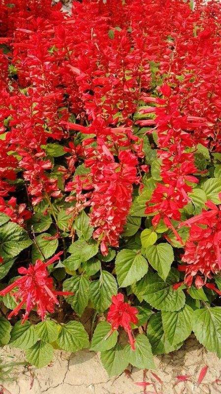 7兔男和93鸡女谁克谁，鸡兔结婚后来都怎么样了"